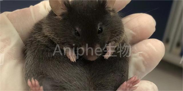 北京医学实验衰老研究老龄鼠动物模型