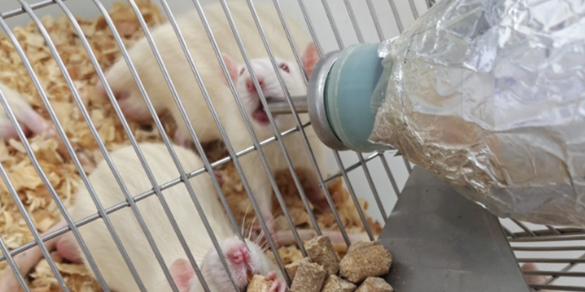 上海动物造模慢性萎缩性胃炎CAG动物模型实验外包