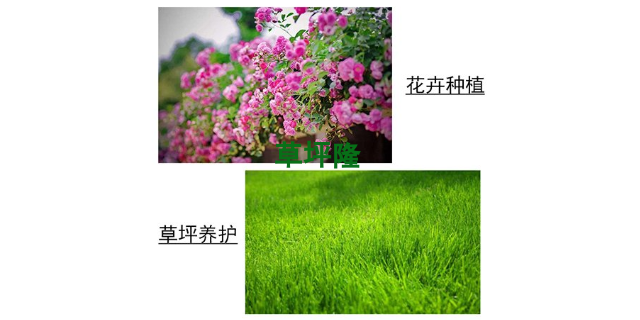 北京苗木用肥料使用