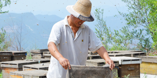 贵州绿色秦岭深山野蜂蜜产业