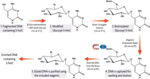 DNA 6mA免疫沉淀測(cè)序 (6mA-IP Seq)