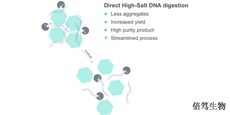 河北分子研究高盐核酸酶70950-150 服务为先 上海倍笃生物科技供应