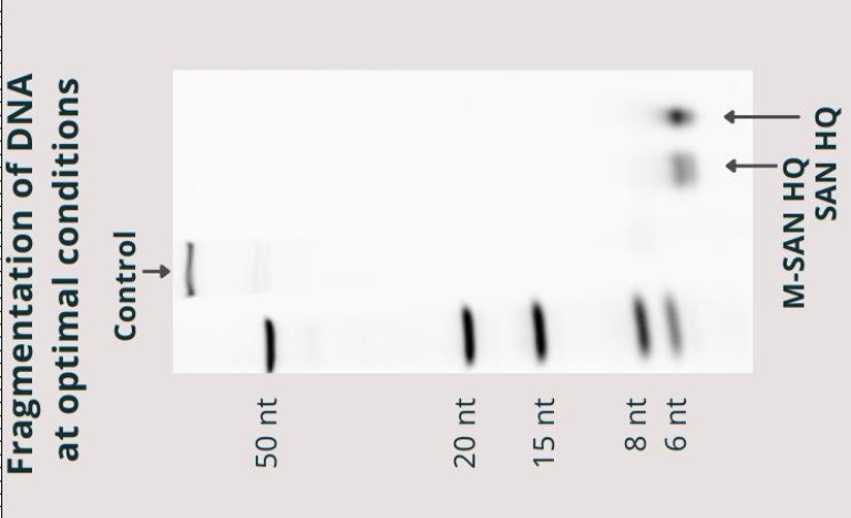 浙江附近哪里有中鹽核酸酶廠家直銷 客戶至上 上海倍篤生物科技供應(yīng)