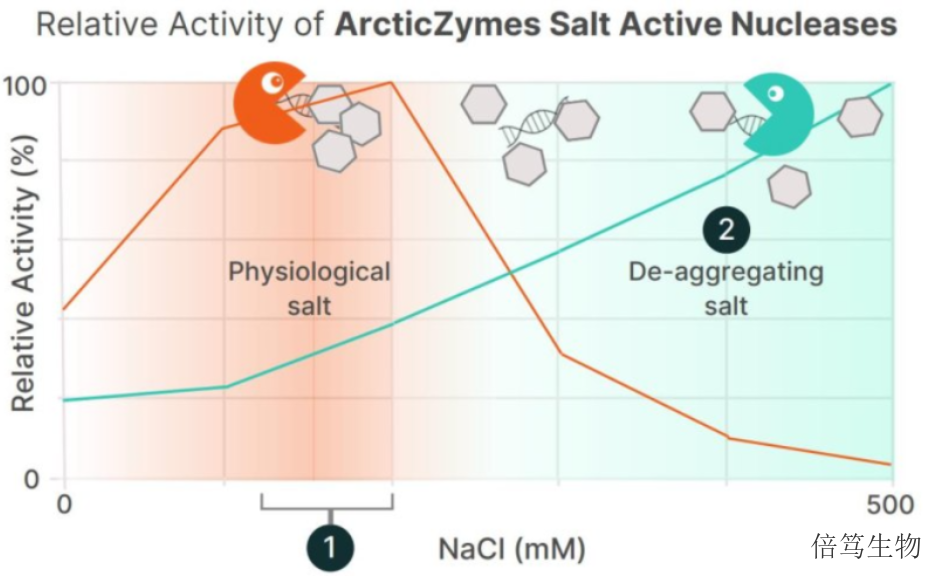 浙江ArcticZymes高盐核酸酶70921-160 服务至上 上海倍笃生物科技供应