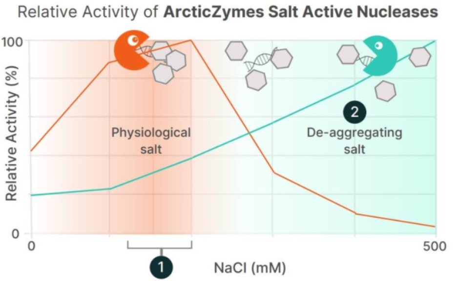 浙江70921-202高鹽核酸酶價格表 誠信服務(wù) 上海倍篤生物科技供應(yīng)