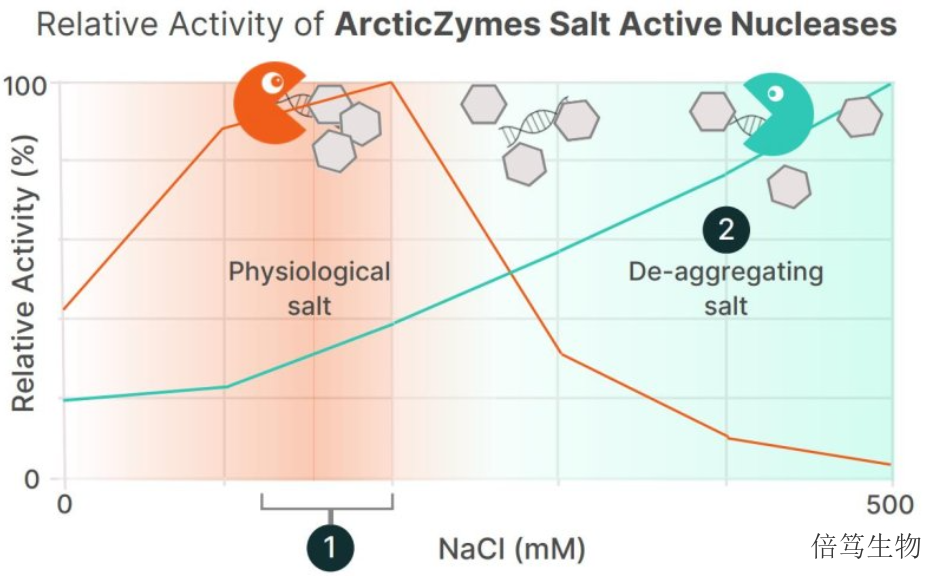 湖北ArcticZymes中盐核酸酶70950-150