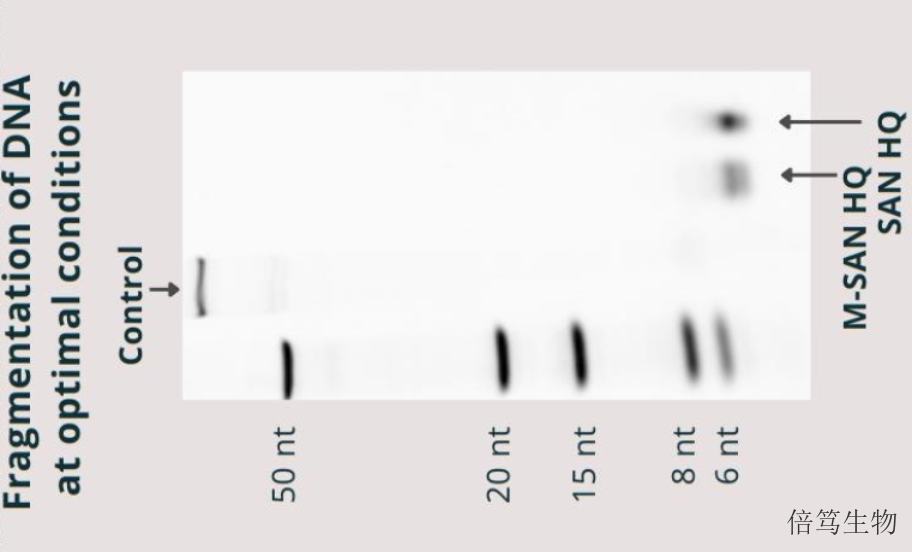 湖北上海倍笃生物高盐核酸酶70921 服务为先 上海倍笃生物科技供应