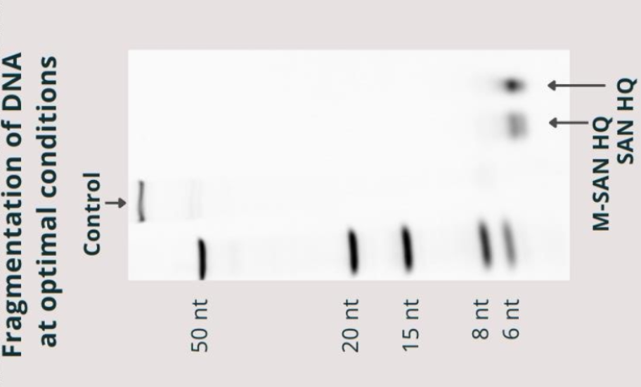 湖北效果高鹽核酸酶量大優(yōu)惠 誠信互利 上海倍篤生物科技供應(yīng)