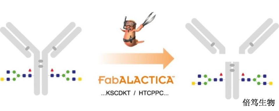 江苏FabALACTICAIdeS蛋白酶蛋白组学