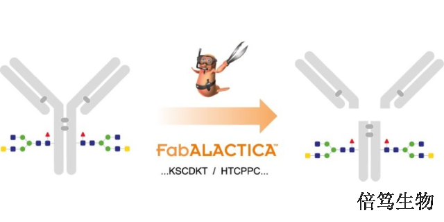 福建FabALACTICAIdeS蛋白酶蛋白组学