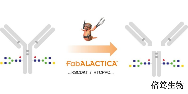 河北FabALACTICAIdeS蛋白酶