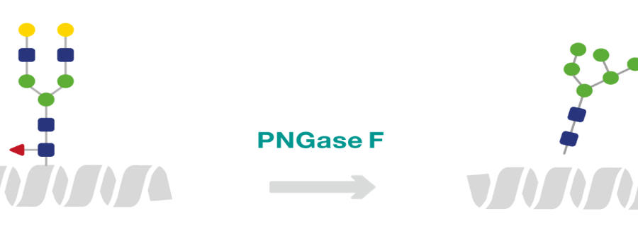 湖北用于自动化系统的96孔板形式PNGaseF去糖基化酶,PNGaseF去糖基化酶
