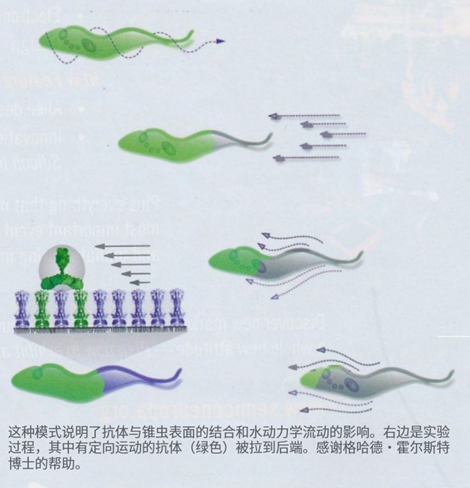 sCMOS攝像機檢測病原體的運動