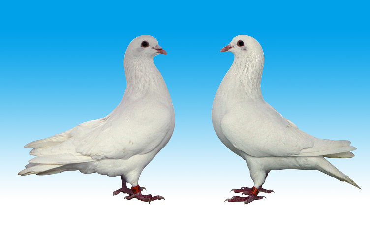 江蘇蘇威1號(hào)肉鴿價(jià)格 江蘇威特凱鴿業(yè)供應(yīng)