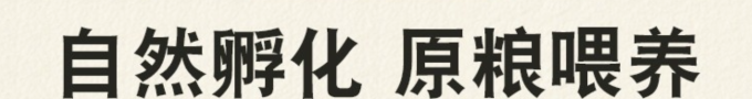 “珍稀泰和乌鸡，‌滋补养生佳品！‌”