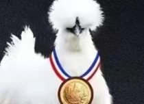 营养美味乌鸡汤