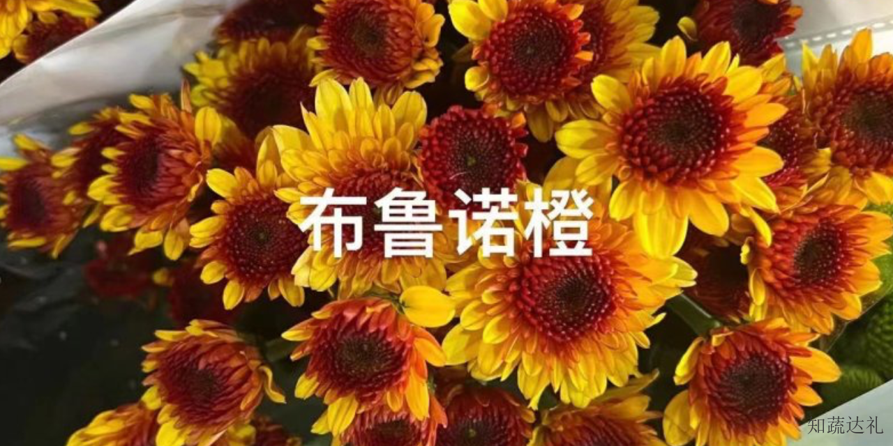 上海一朵鲜花镜中开