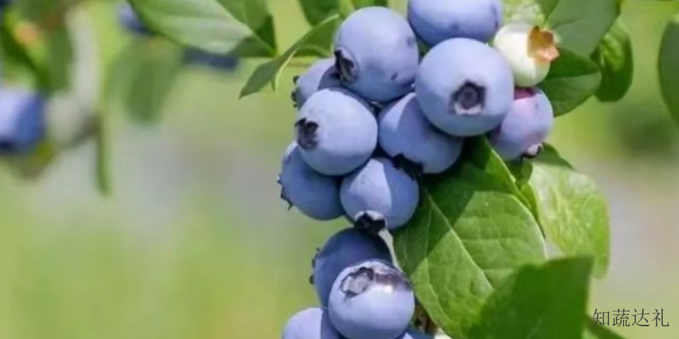 天津蓝莓贸易