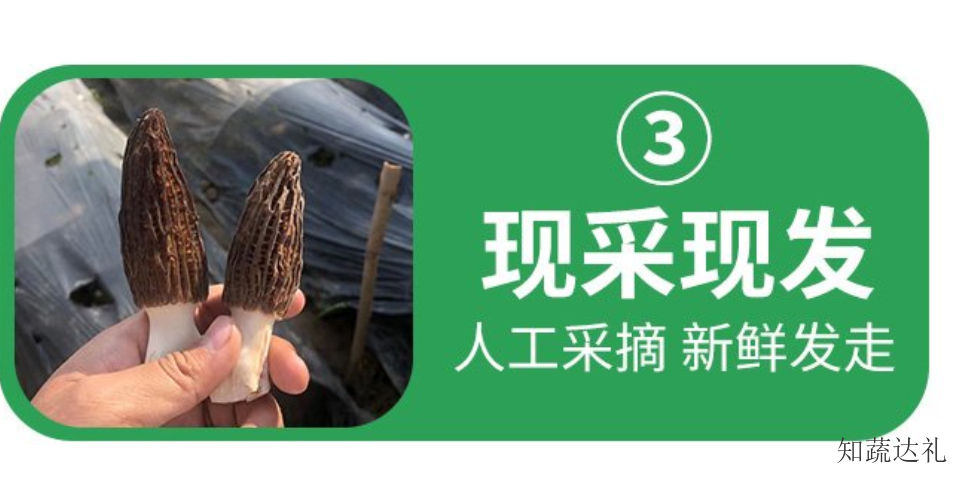 中国台湾新鲜的羊肚菌