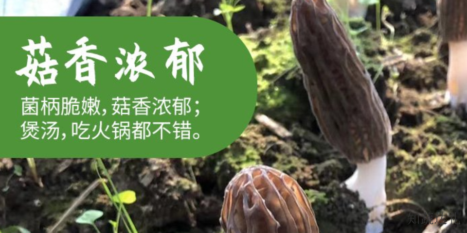 上海羊肚菌的母种