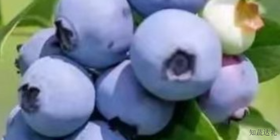 中国澳门蓝莓一天吃多少为宜