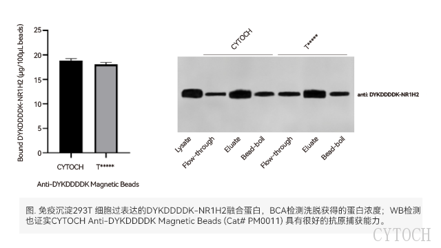anti DYKDDDDK免疫沉淀磁珠的选择 上海世途科生物科技供应