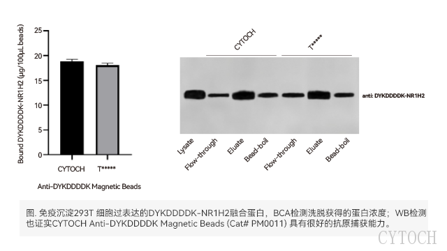 北京Co IP免疫沉淀磁珠应用 上海世途科生物科技供应