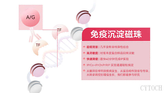Protein AG免疫沉淀磁珠的选择 上海世途科生物科技供应