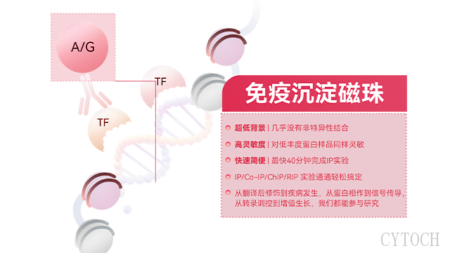 温州anti DYKDDDDK免疫沉淀磁珠货期 上海世途科生物科技供应