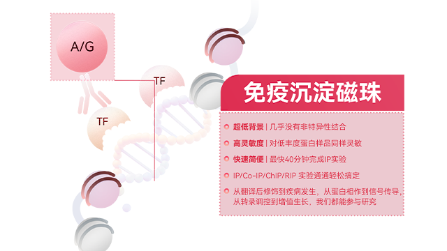 南京anti DYKDDDDK免疫沉淀磁珠价格 上海世途科生物科技供应