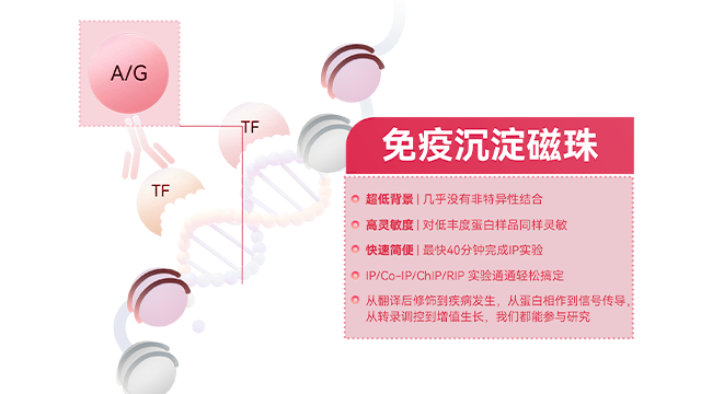 北京anti Flag免疫沉淀磁珠貨期 上海世途科生物科技供應