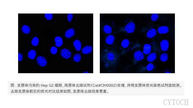 南京细胞支原体检测方法LAMP法 上海世途科生物科技供应