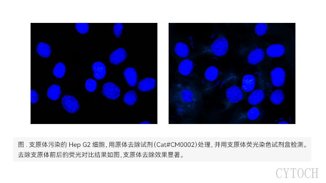 上海细胞支原体去除试剂 上海世途科生物科技供应