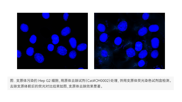 溫州細胞培養(yǎng)支原體去除多少錢 上海世途科生物科技供應