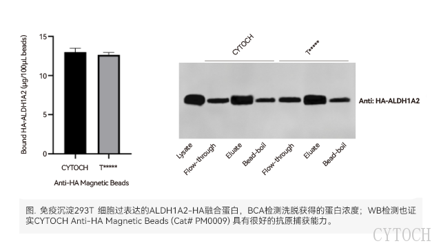 广州RIP免疫沉淀磁珠应用 上海世途科生物科技供应