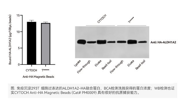 杭州anti Flag免疫沉淀磁珠現(xiàn)貨 上海世途科生物科技供應(yīng)