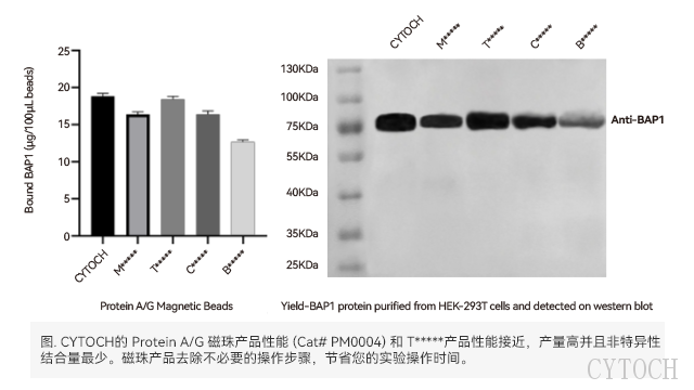 杭州蛋白免疫沉淀磁珠哪个公司好用 上海世途科生物科技供应