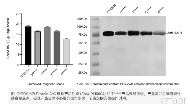 南京Co IP免疫沉淀选磁珠还是琼脂糖珠 上海世途科生物科技供应