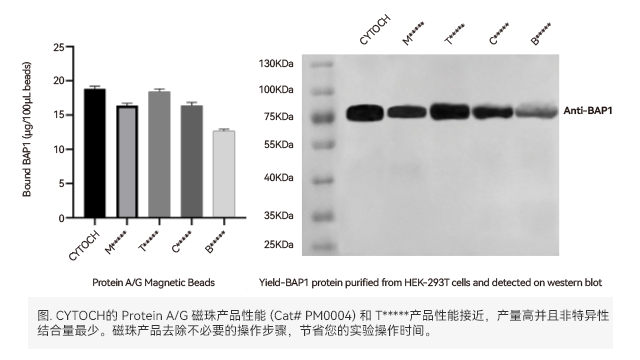 Co IP免疫沉淀磁珠多少錢 上海世途科生物科技供應(yīng)