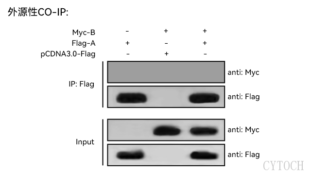 苏州anti Flag免疫沉淀实验视频