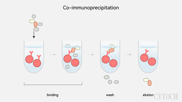 Co IP免疫沉淀实验原理 上海世途科生物科技供应