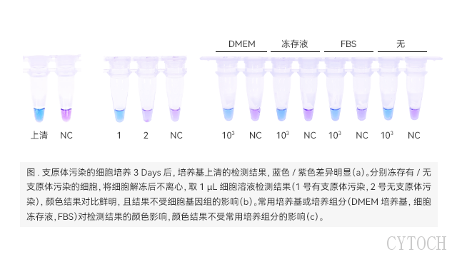 深圳细胞支原体检测试剂多少钱 上海世途科生物科技供应