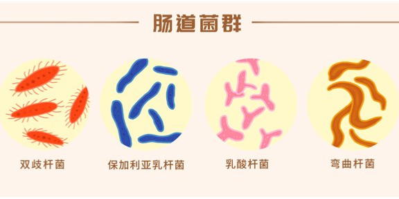 天津有害肠道菌群检测 创造辉煌 美益添生物医药供应