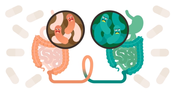 武漢慢病關(guān)聯(lián)腸道菌群檢測 創(chuàng)造輝煌 美益添生物醫(yī)藥供應(yīng)