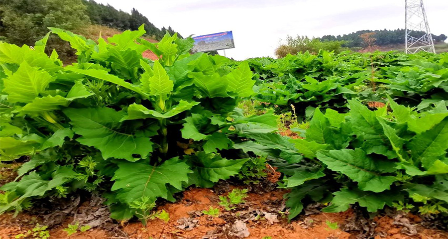 广西串叶松香草生长特点 大叶蛋白菊 梧州市楚鑫电子科技供应;