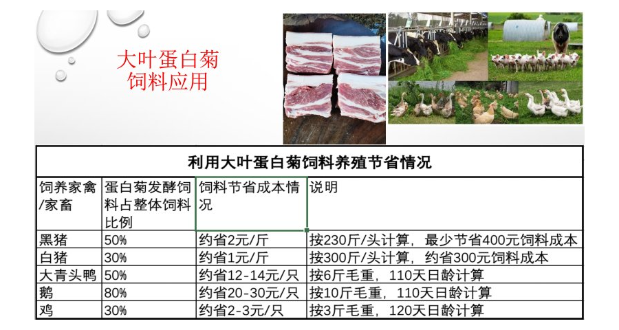 珠海蛋白菊保存方法 SOD开发 梧州市楚鑫电子科技供应