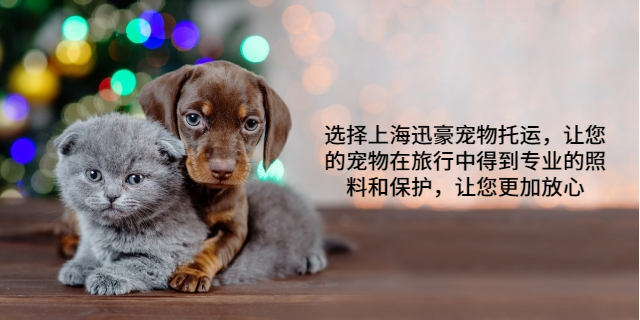 重庆飞机宠物托运 上海迅豪企业管理供应