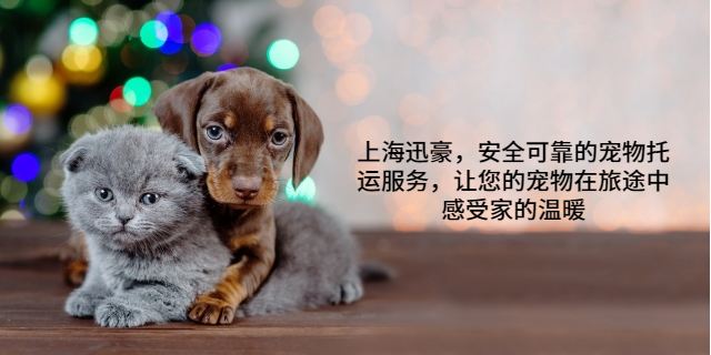 国内宠物托运哪家正规 上海迅豪企业管理供应