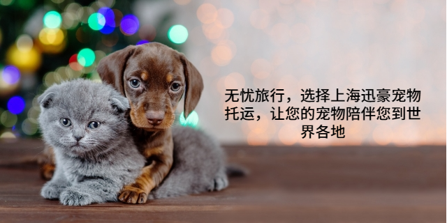 高质量宠物托运报价 上海迅豪企业管理供应