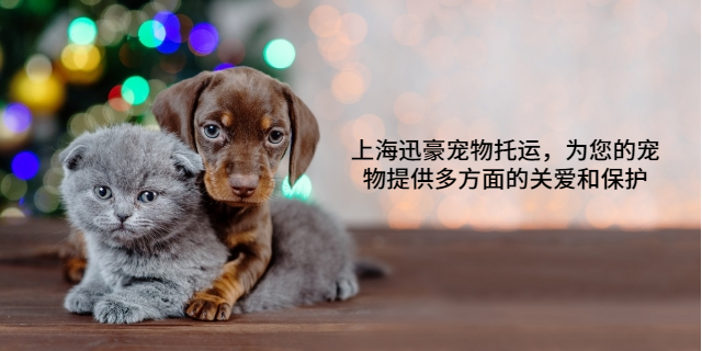 银川飞机宠物托运 上海迅豪企业管理供应
